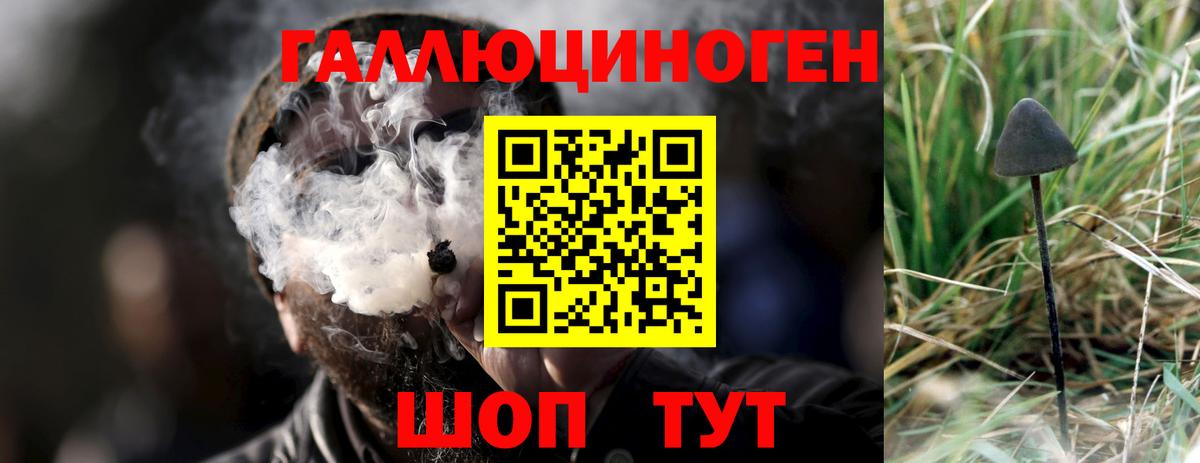 Галлюциногенные грибы Psilocybe Лабинск